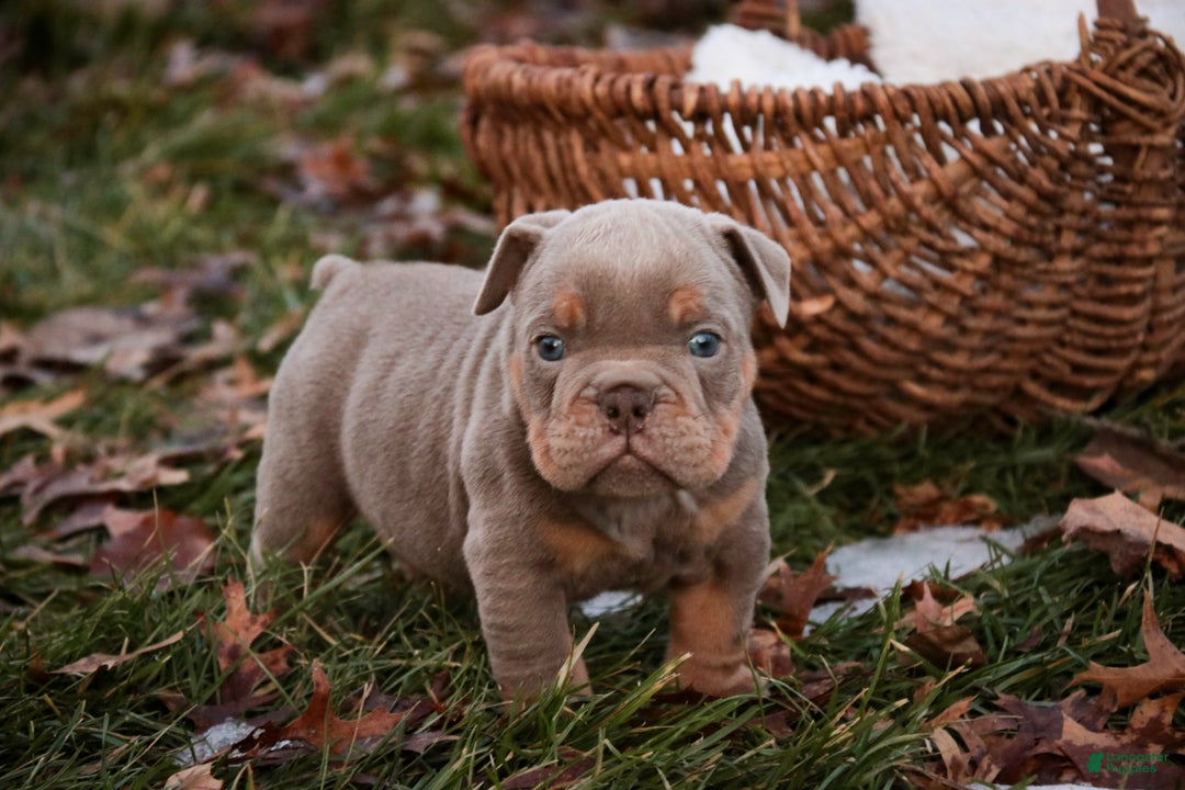 English Bulldog dogs for sale: Titan - Ad 1