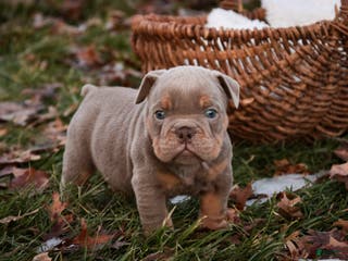 English Bulldog dogs Titan - Ad 19