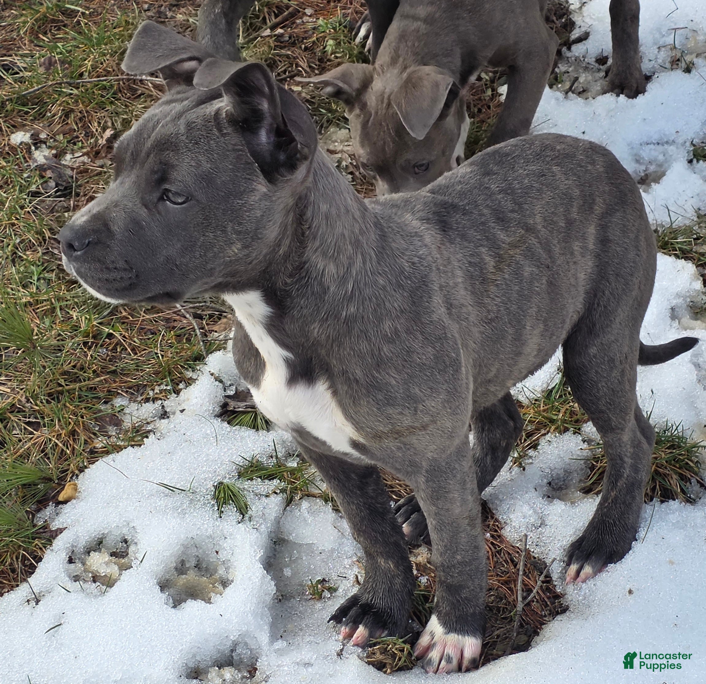 Mixed Breed dogs Artemis - Ad 37