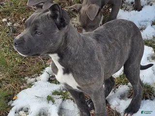 Mixed Breed dogs Artemis - Ad 37