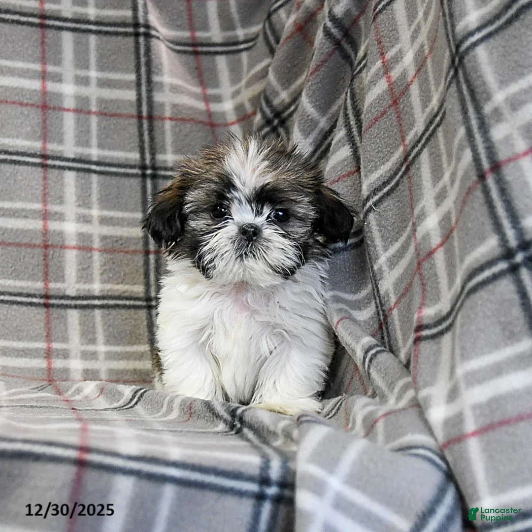 Shih Tzu dogs for sale: Moose Tracks - Ad 9