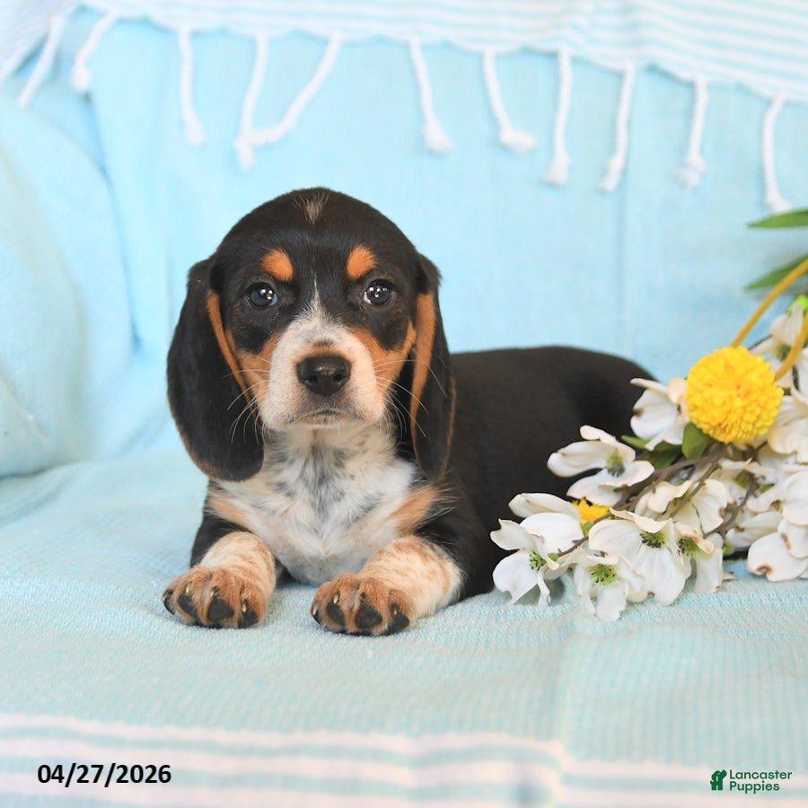 Beagle dogs Darcy - Ad 2