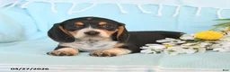 Beagle dogs for sale: Darcy - Ad 2