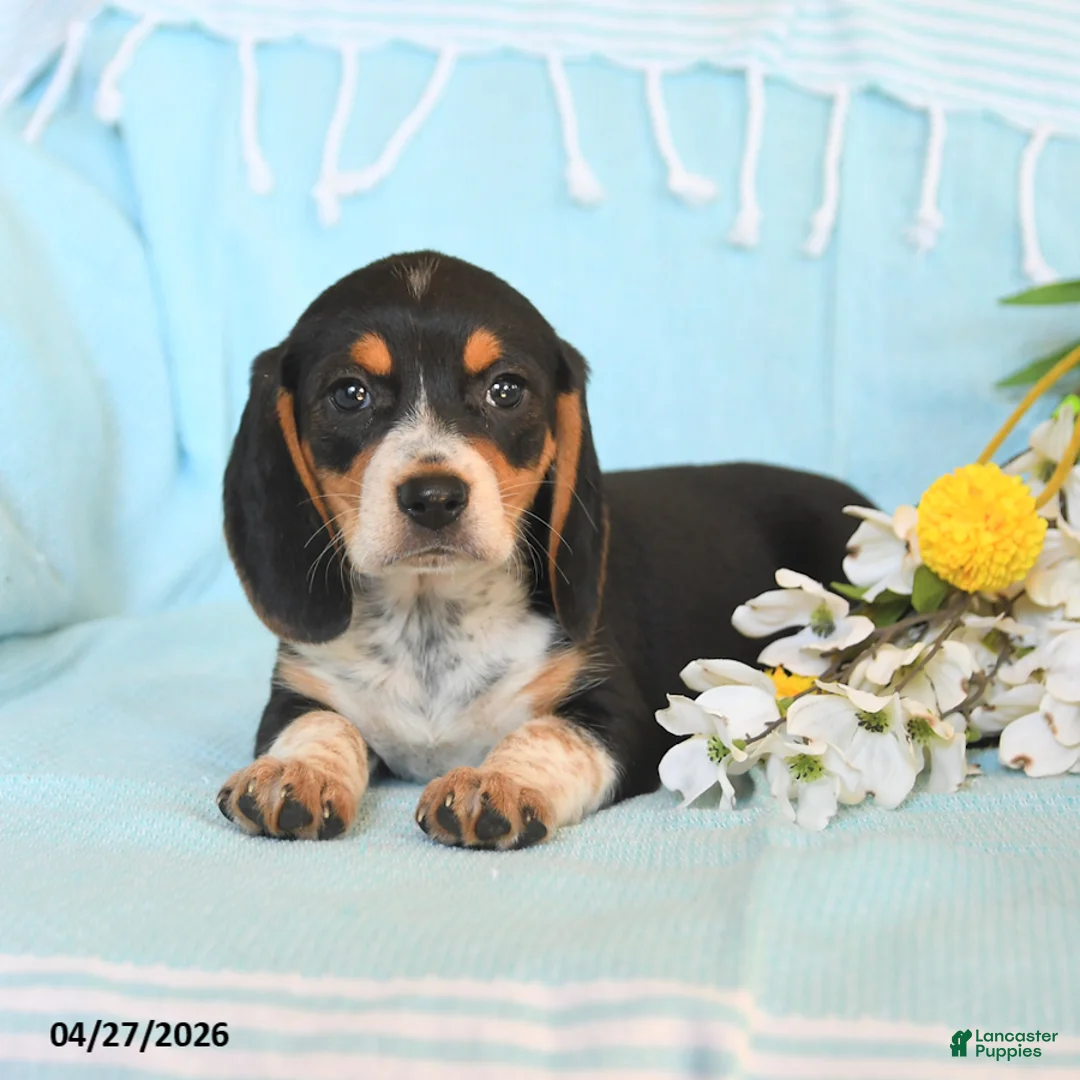 Beagle dogs for sale: Darcy - Ad 2