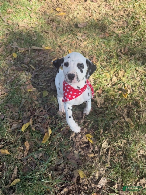 Dalmatian dogs for sale: Male 3 - Ad 2