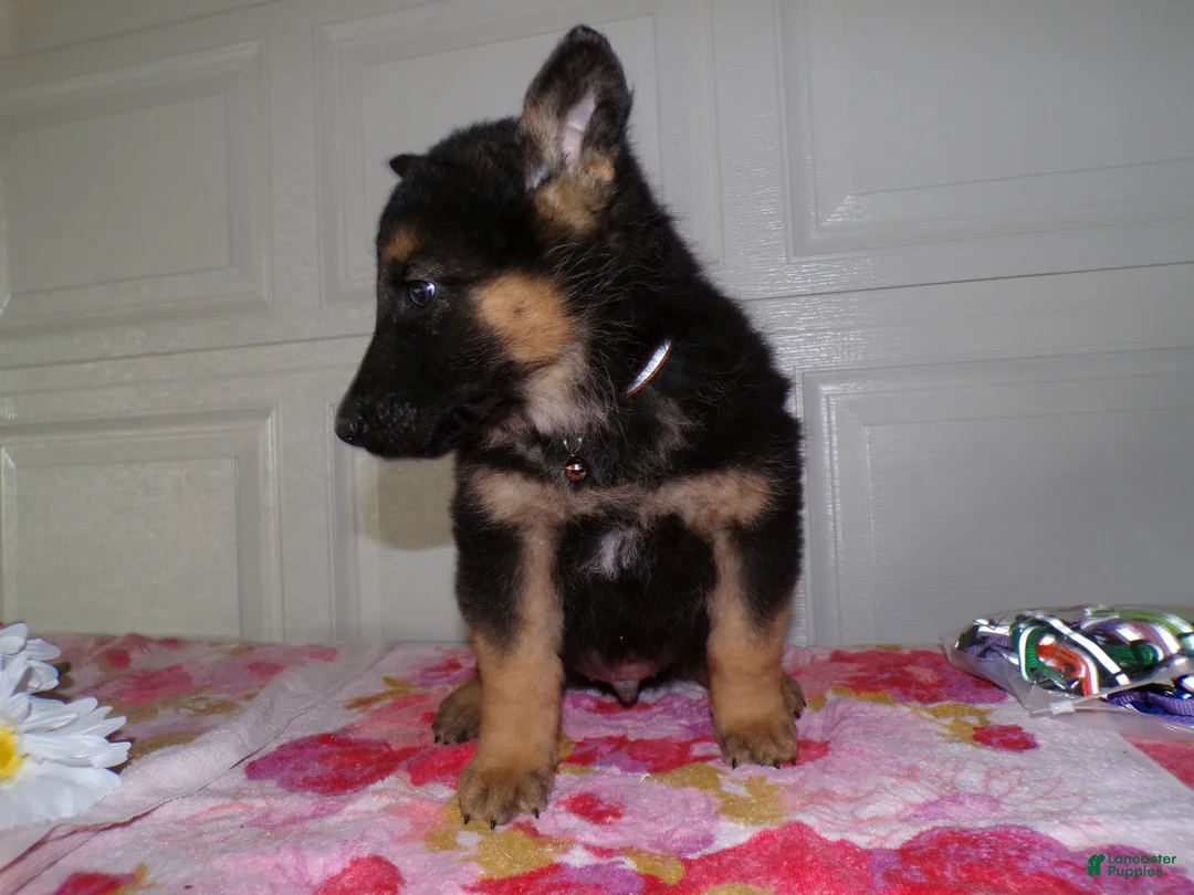 German Shepherd dogs for sale: German Shepherd Puppy 9 Derek - Ad 4