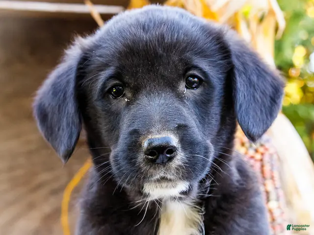 Mixed Breed dogs for sale: Randy Golden Corgi - Ad 1