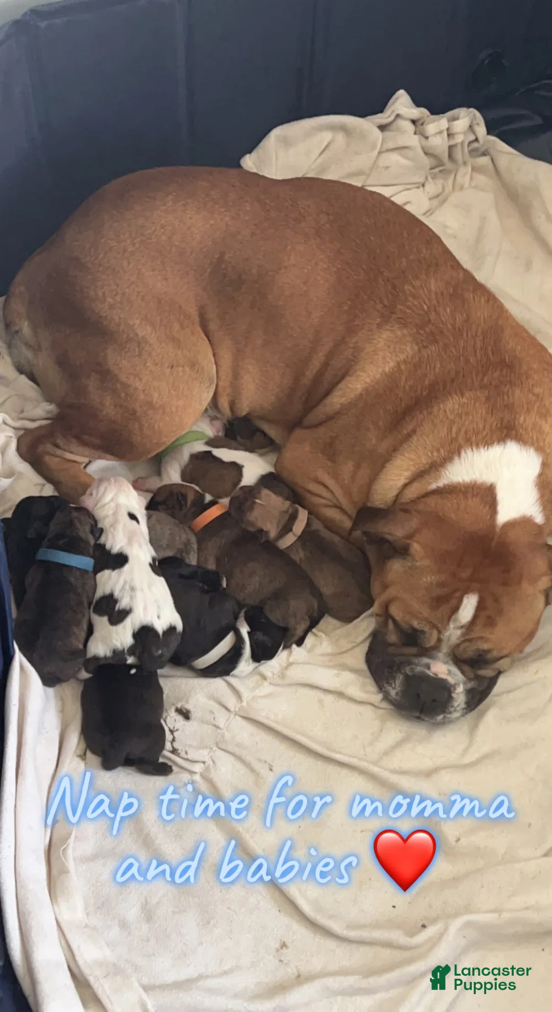 Gallery Image {{count}}