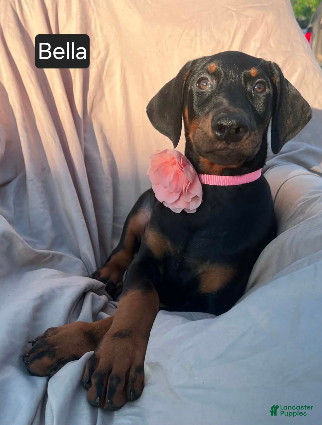 Doberman Pinscher dogs Bella - Ad 1