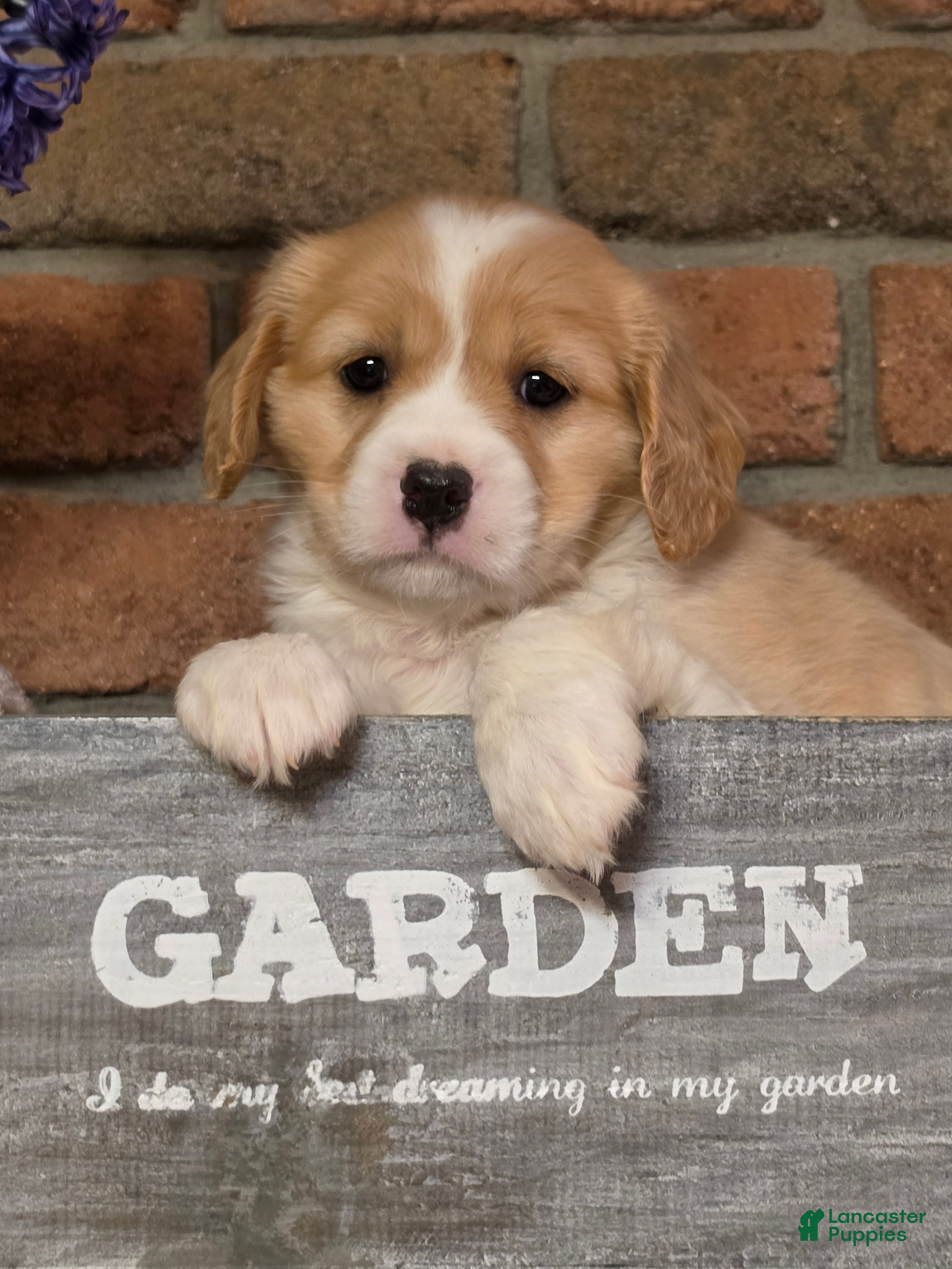 Cavapoo dogs Milo - Ad 2