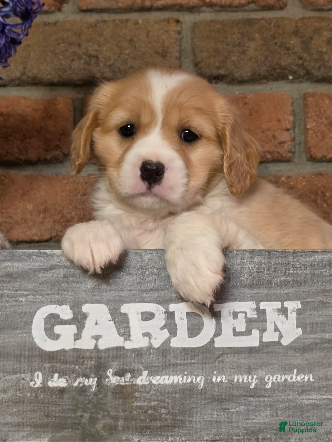 Cavapoo dogs for sale: Milo - Ad 1