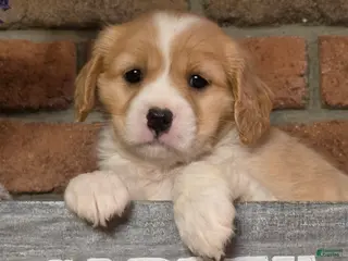 Cavapoo dogs Milo - Ad 2