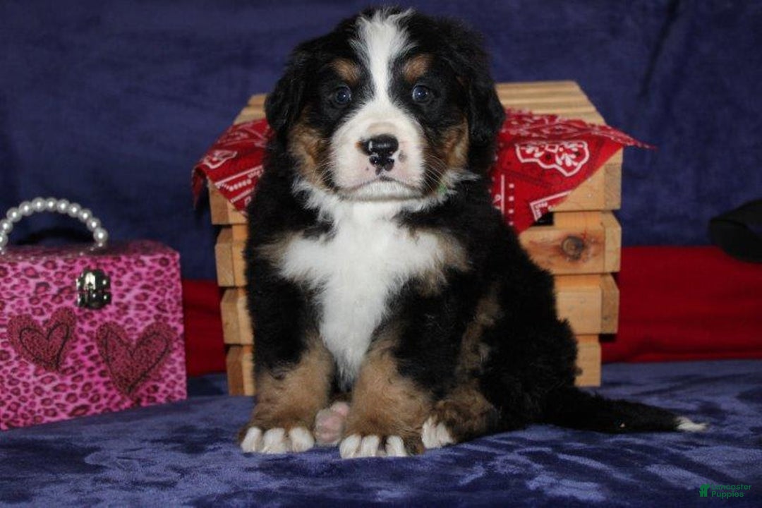 Gallery Image {{count}}