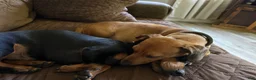 Miniature Dachshund dogs for sale: Miniature Dachshund 2 - Ad 3