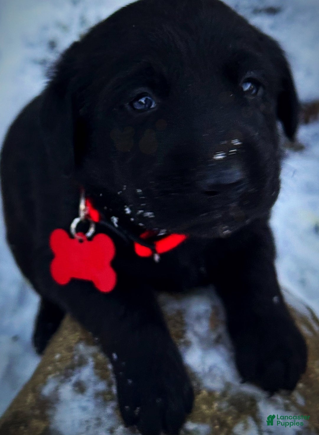 Labrador Retriever dogs for sale:  Puppy 1 - Ad 3