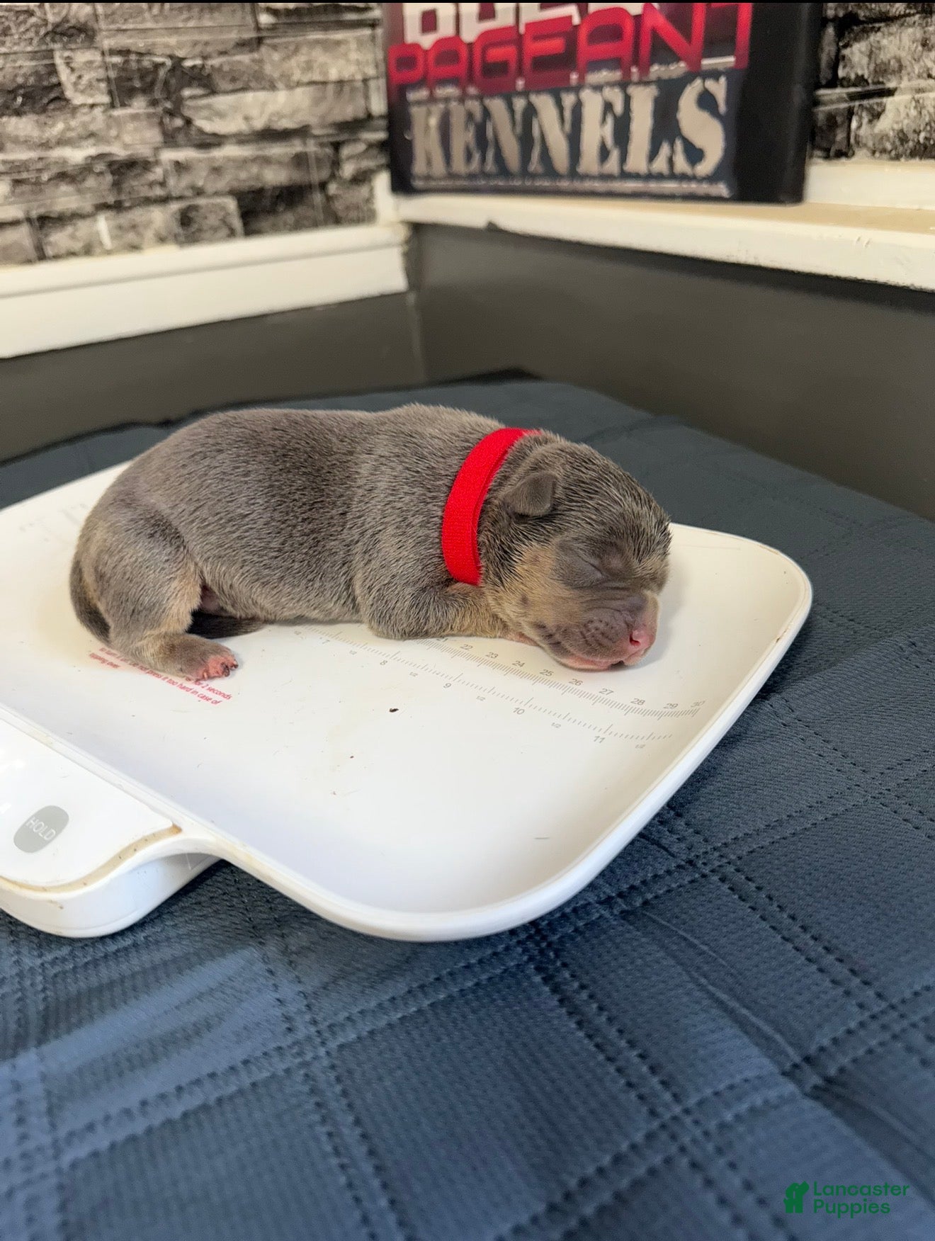 American Bully dogs Rarri  - Ad 1
