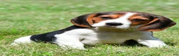 Beagle dogs for sale: Carson - Ad 3