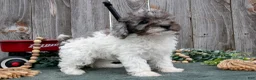 Toy Poodle dogs for sale: Dazzle - Ad 3