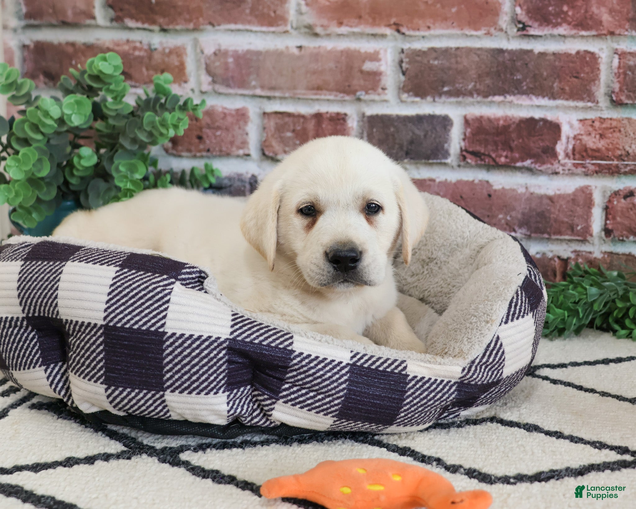 Labrador Retriever dogs Wilson  - Ad 29