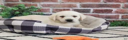 Labrador Retriever dogs for sale: Wilson  - Ad 1