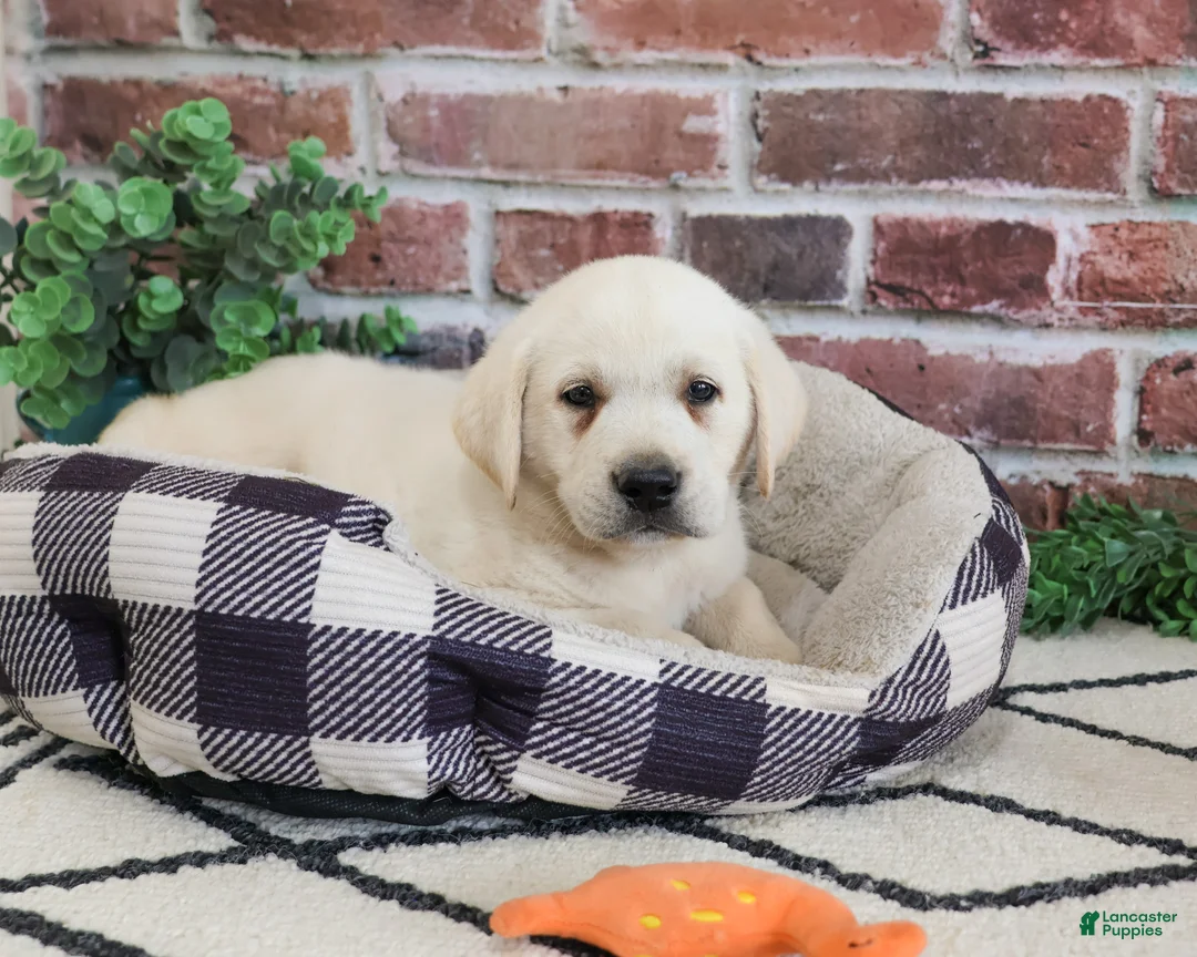 Labrador Retriever dogs for sale: Wilson  - Ad 1