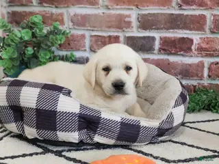 Labrador Retriever dogs Wilson - Ad 4