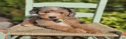 Mini Sheepadoodle dogs for sale: Jasper - Ad 4