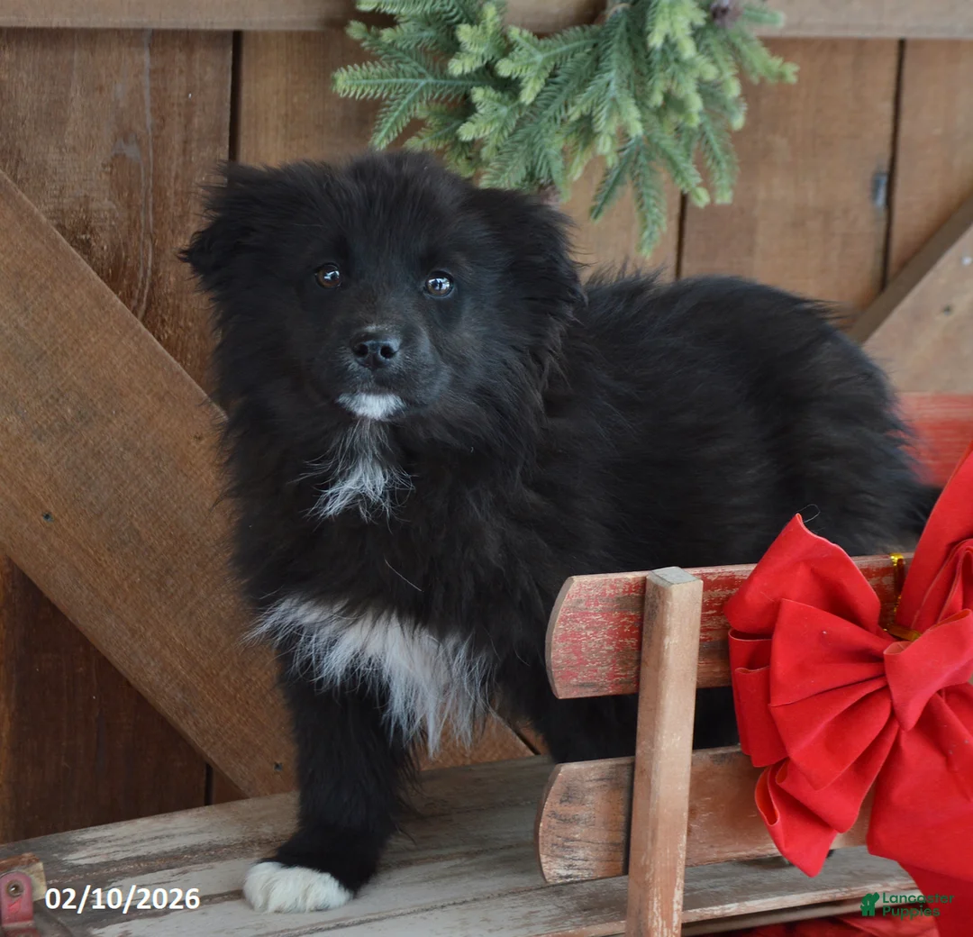 Mixed Breed dogs for sale: Archie - Ad 1