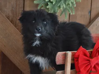 Mixed Breed dogs Archie - Ad 6