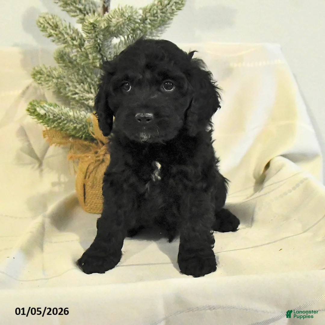 Cockapoo dogs for sale: Bubba - Ad 13