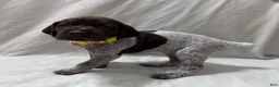 German Shorthaired Pointer dogs for sale: Angel - Ad 3