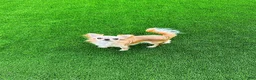 Chihuahua dogs for sale: Ben - Ad 3