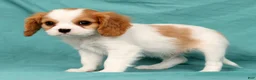 Cavalier King Charles Spaniel dogs for sale: Nash - Ad 5