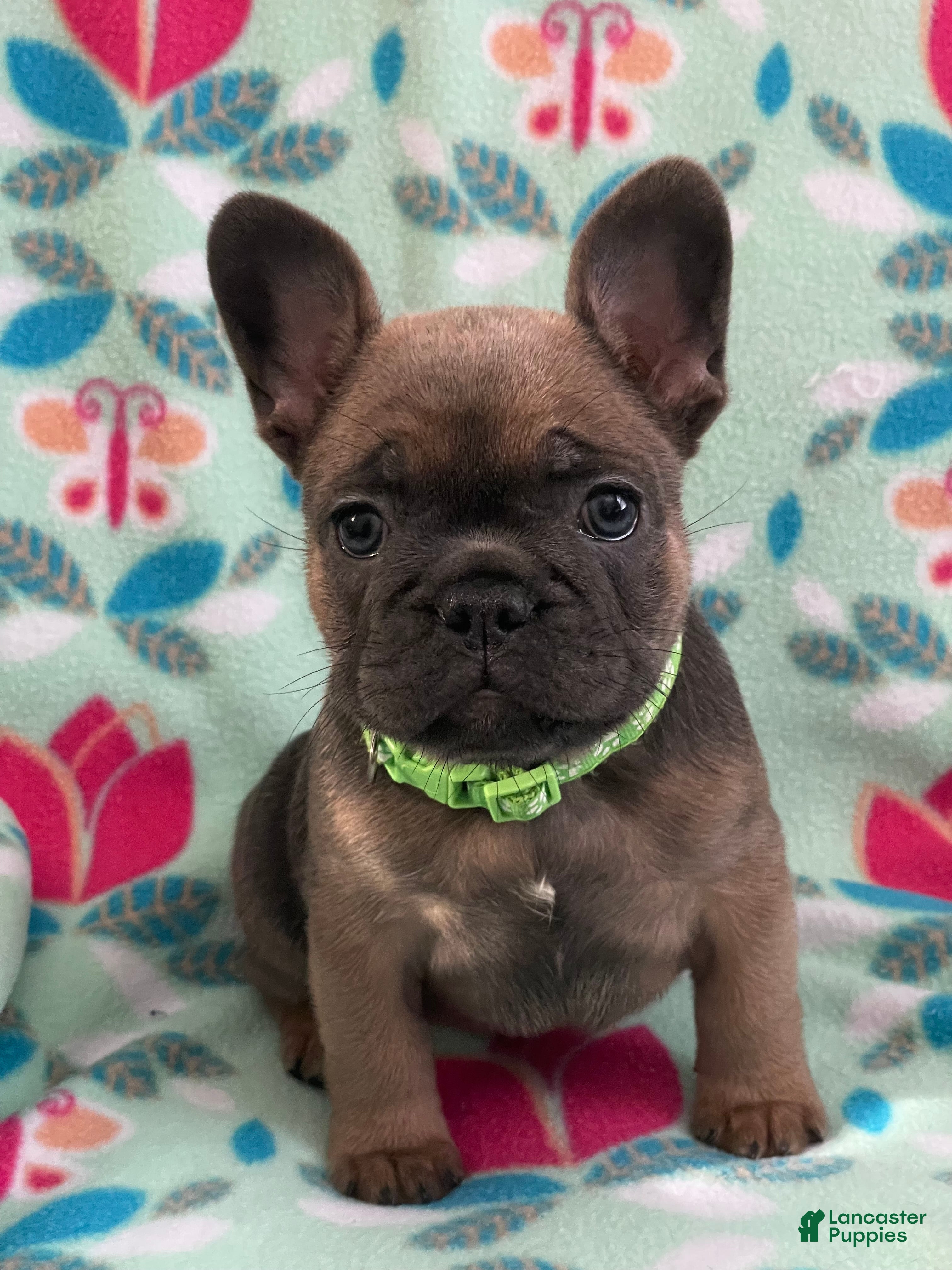 French Bulldog dogs  Puppy 2 - Ad 15