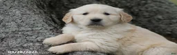 Golden Retriever dogs for sale: Oreo - Ad 1