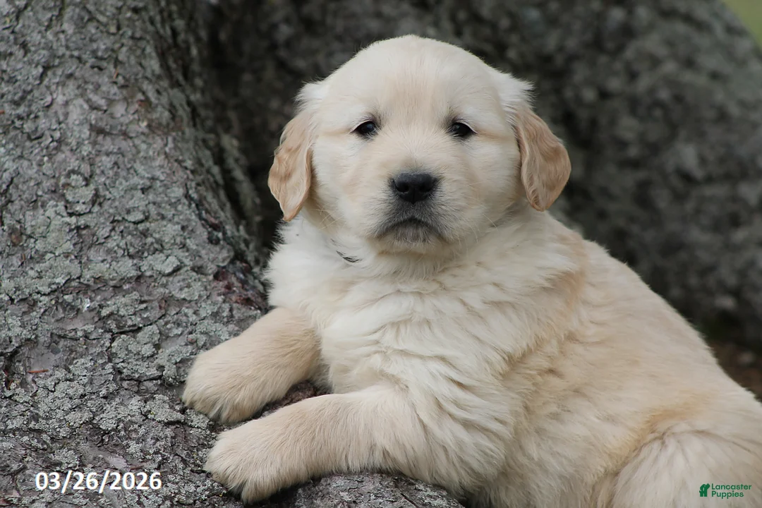 Golden Retriever dogs for sale: Oreo - Ad 1