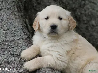 Golden Retriever dogs for sale: Oreo - Ad 3