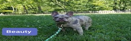 French Bulldog dogs for sale: Iyla  - Ad 9