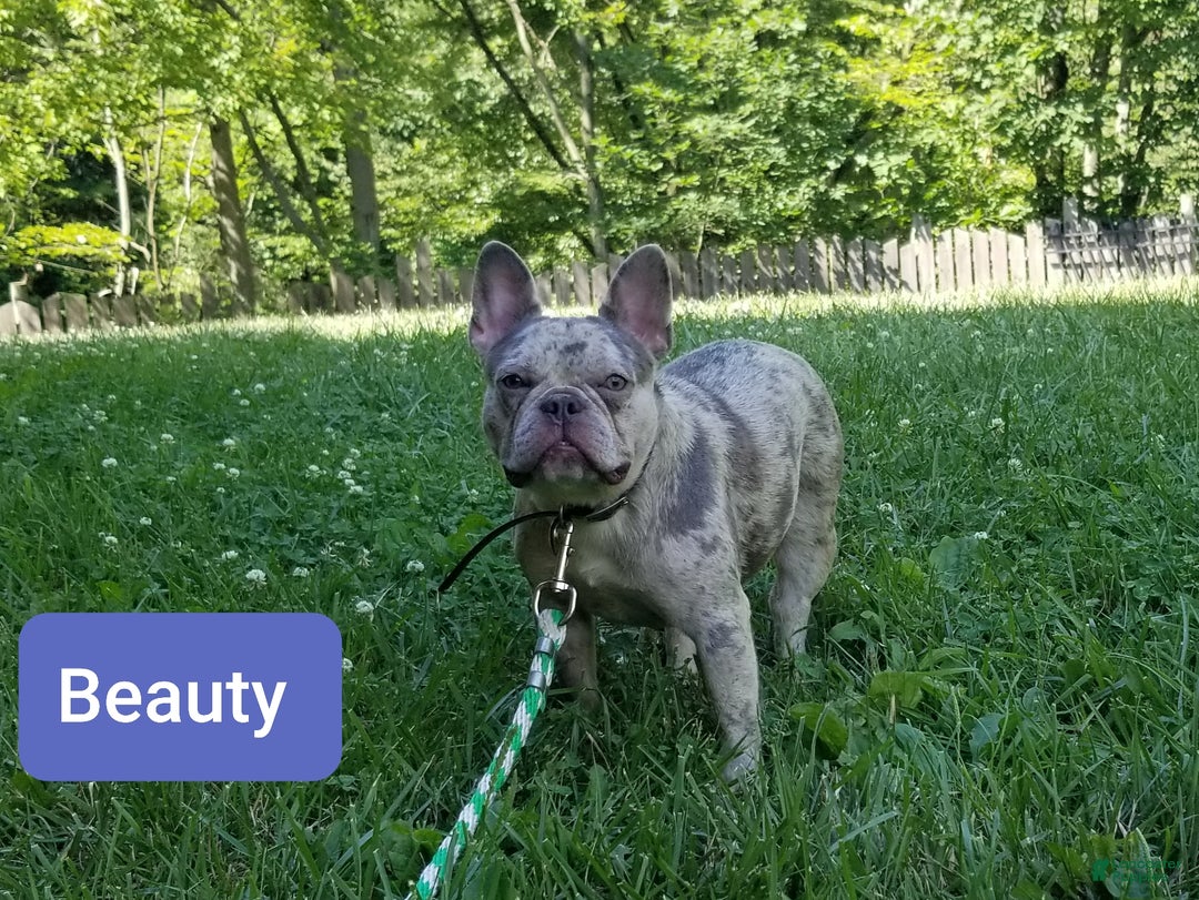 French Bulldog dogs for sale: Iyla  - Ad 9