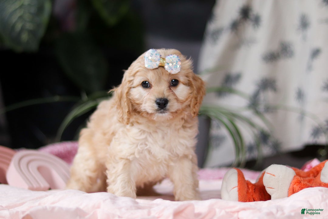 Cavapoo dogs for sale: Vivian - Ad 2