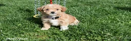 Bichpoo dogs for sale: Bethany - Ad 13