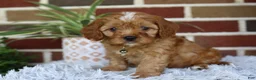 Cavapoo dogs for sale: Oakley  - Ad 7