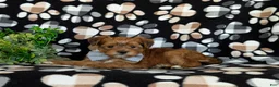 Shorkie dogs for sale: Ludlow Hypoallergenic - Ad 5