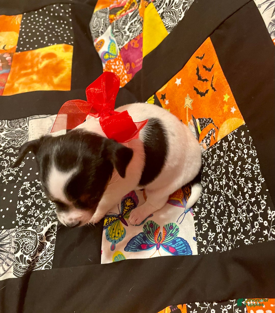 Chihuahua dogs for sale: Lucille - Ad 5