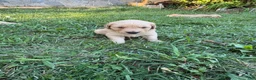 Golden Retriever dogs for sale: Golden Retriever 1 - Ad 1