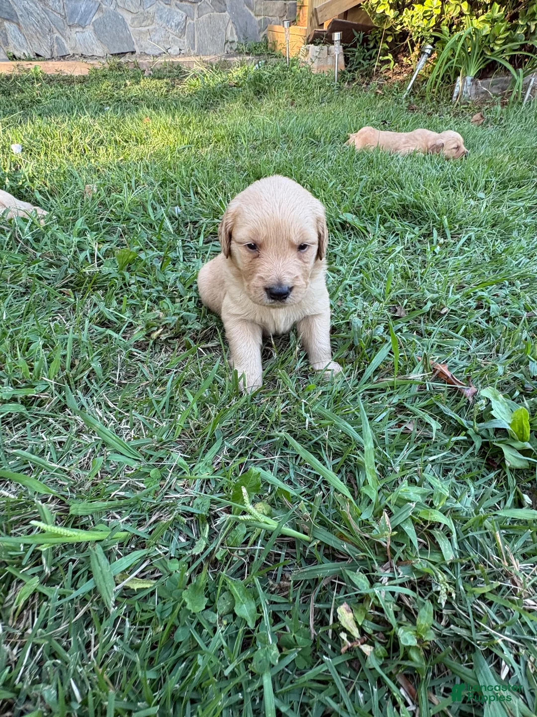 Golden Retriever dogs for sale: Golden Retriever 1 - Ad 1
