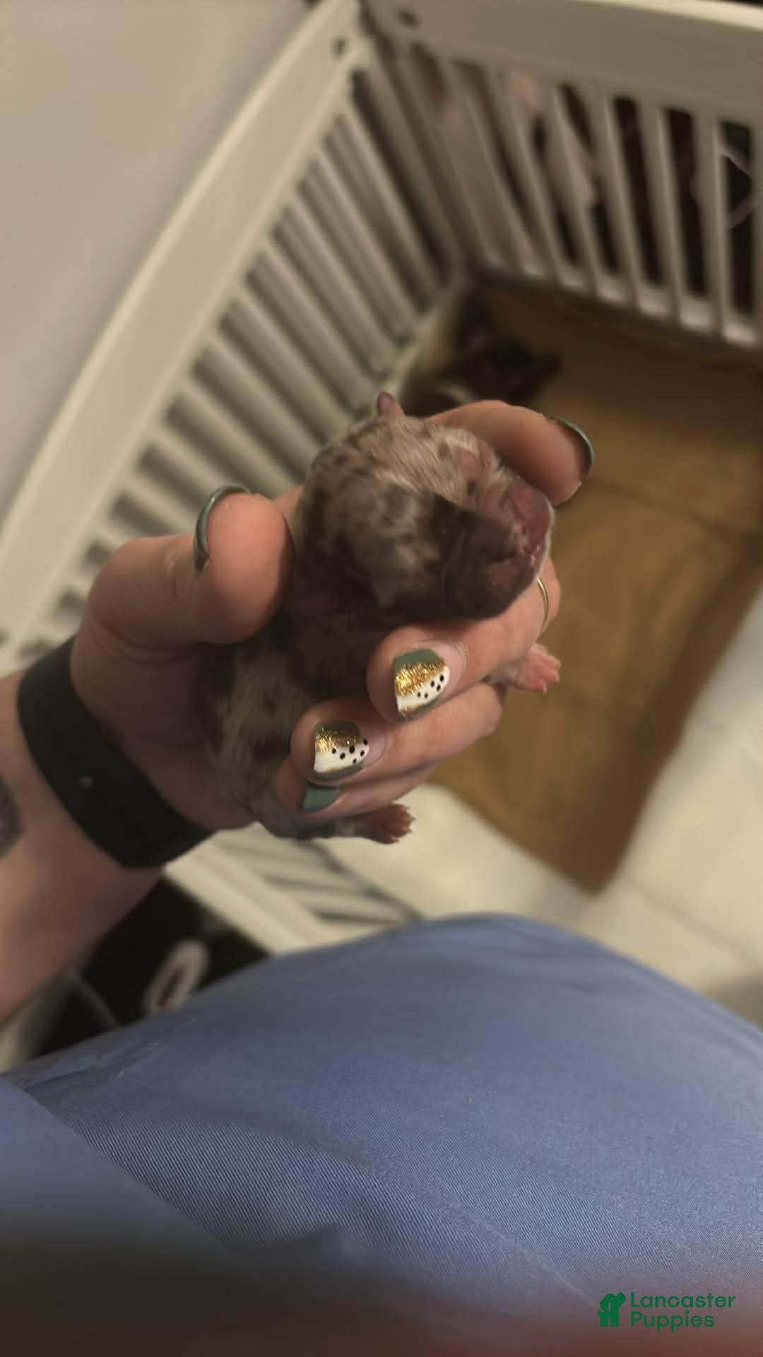 Mixed Breed dogs Mixed Breed Puppy 8 - Ad 26