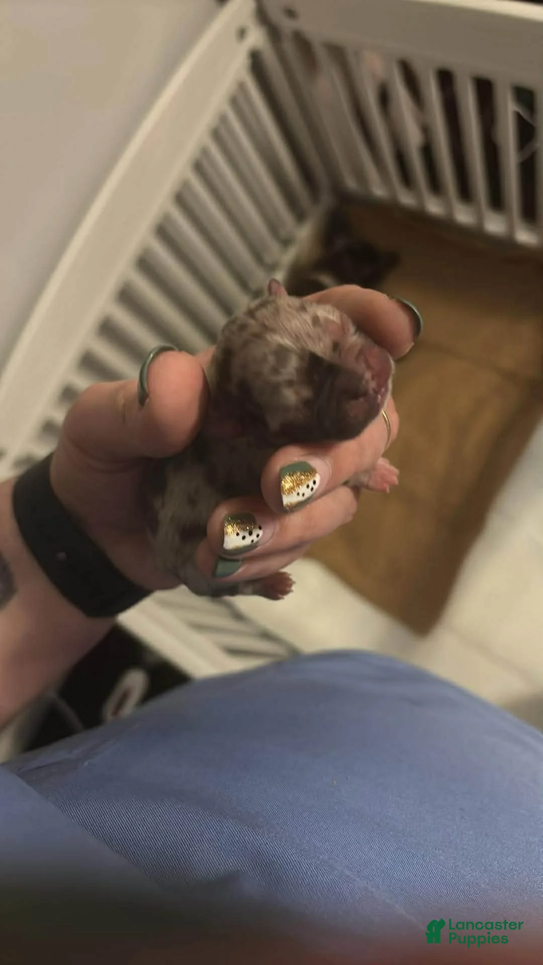 Mixed Breed dogs for sale: Mixed Breed Puppy 8 - Ad 1