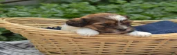 Teddy Bear dogs for sale: Sushi - Ad 5