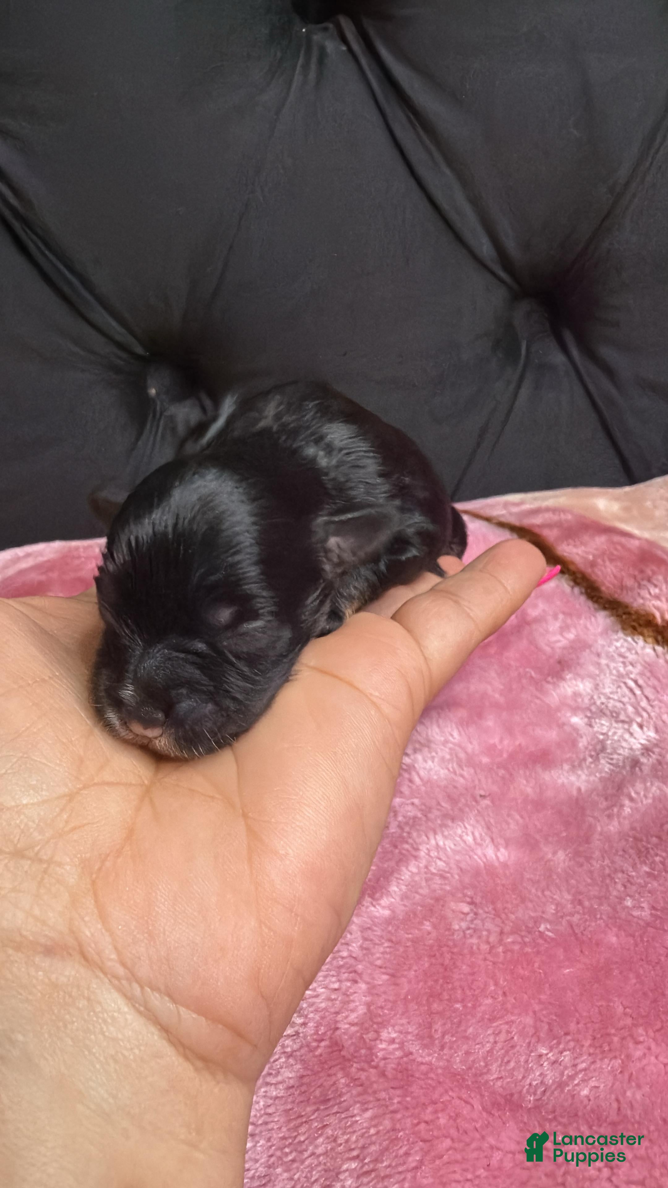 Miniature Schnauzer dogs for sale: Oliver - Ad 1
